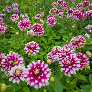 Verdi Dahlia