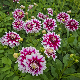Verdi Dahlia