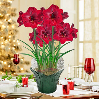 Carmen Amaryllis in Foil Wrapped Pot