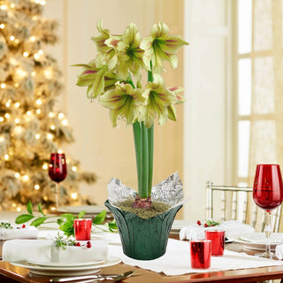 Graffiti Amaryllis in Foil Wrapped Pot