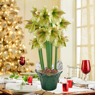 Graffiti Amaryllis in Foil Wrapped Pot