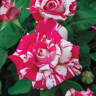 Premium Garden Roses – Shrubs, Climbers & Hybrid Teas | Breck’s