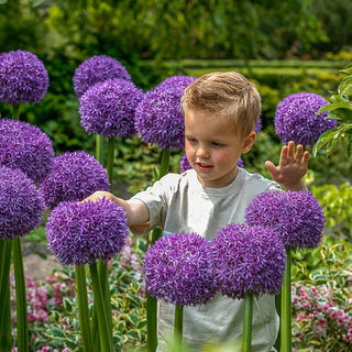 Allium Globemaster