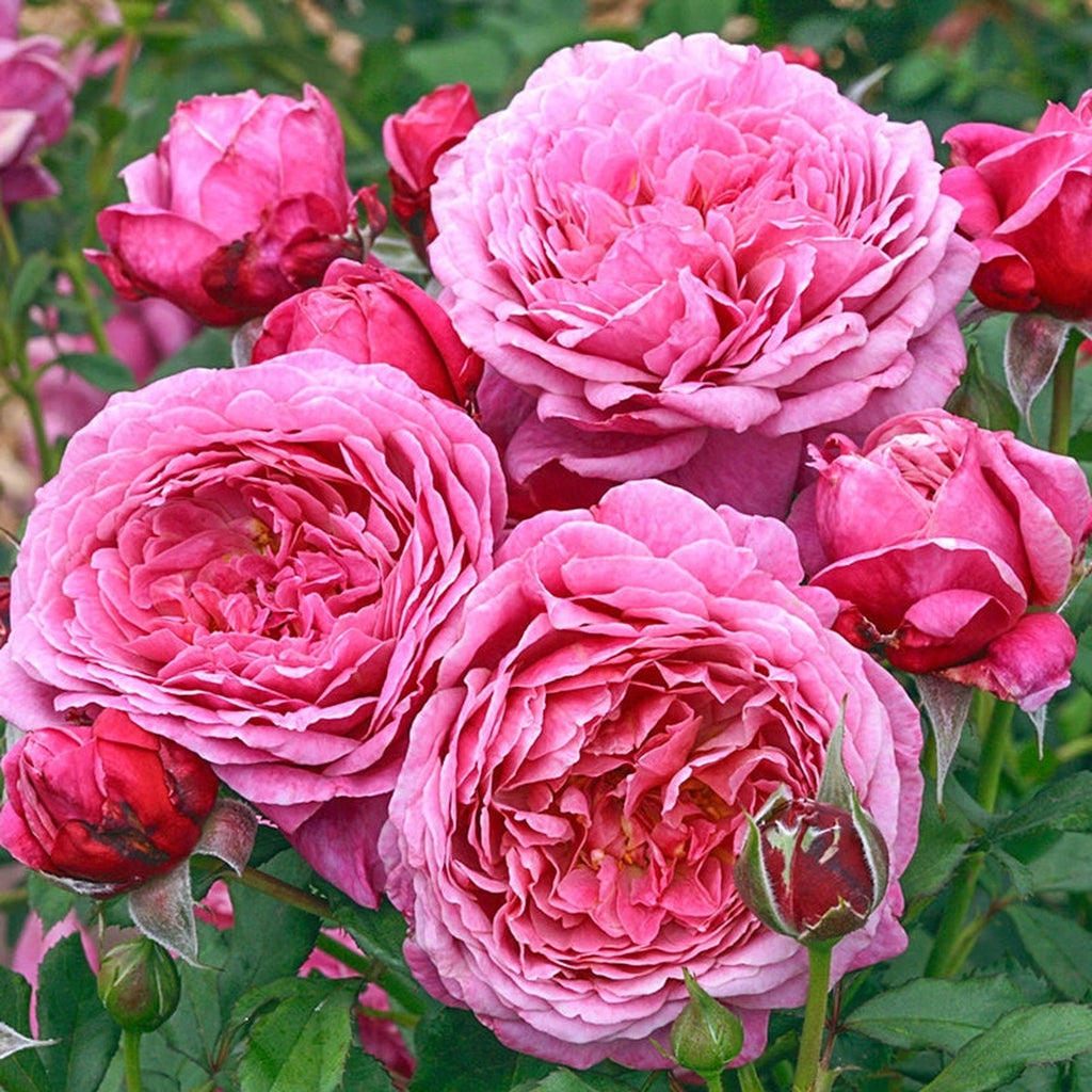 Queen of Elegance™ Floribunda Rose – Breck's
