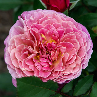Queen of Elegance™ Floribunda Rose