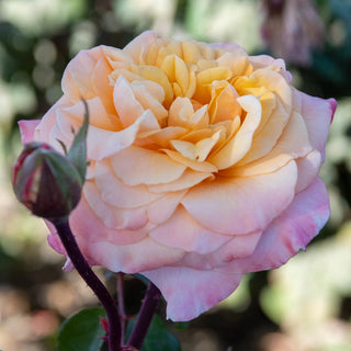 Morning Glow™ Floribunda Rose