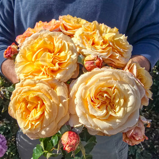 Morning Glow™ Floribunda Rose