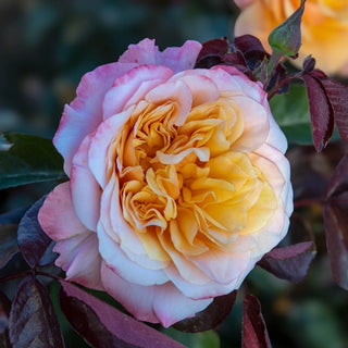 Morning Glow™ Floribunda Rose
