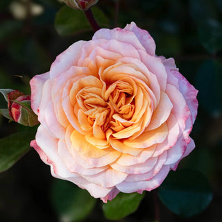 Morning Glow™ Floribunda Rose