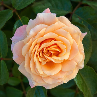 Morning Glow™ Floribunda Rose