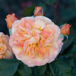 Morning Glow™ Floribunda Rose