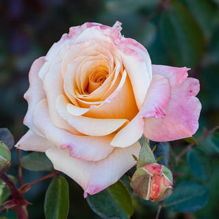 Morning Glow™ Floribunda Rose