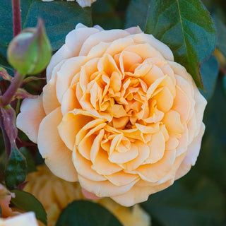Morning Glow™ Floribunda Rose