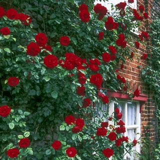 Dobbies Climbing Roses Buy Dublin Bay Climbing Rose | Sun Perennials | Breck's