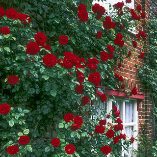 Dublin Bay Climbing Rose