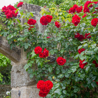 Dublin Bay Climbing Rose