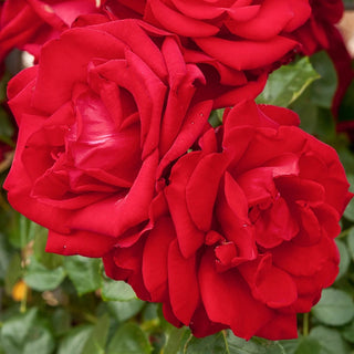 Dublin Bay Climbing Rose