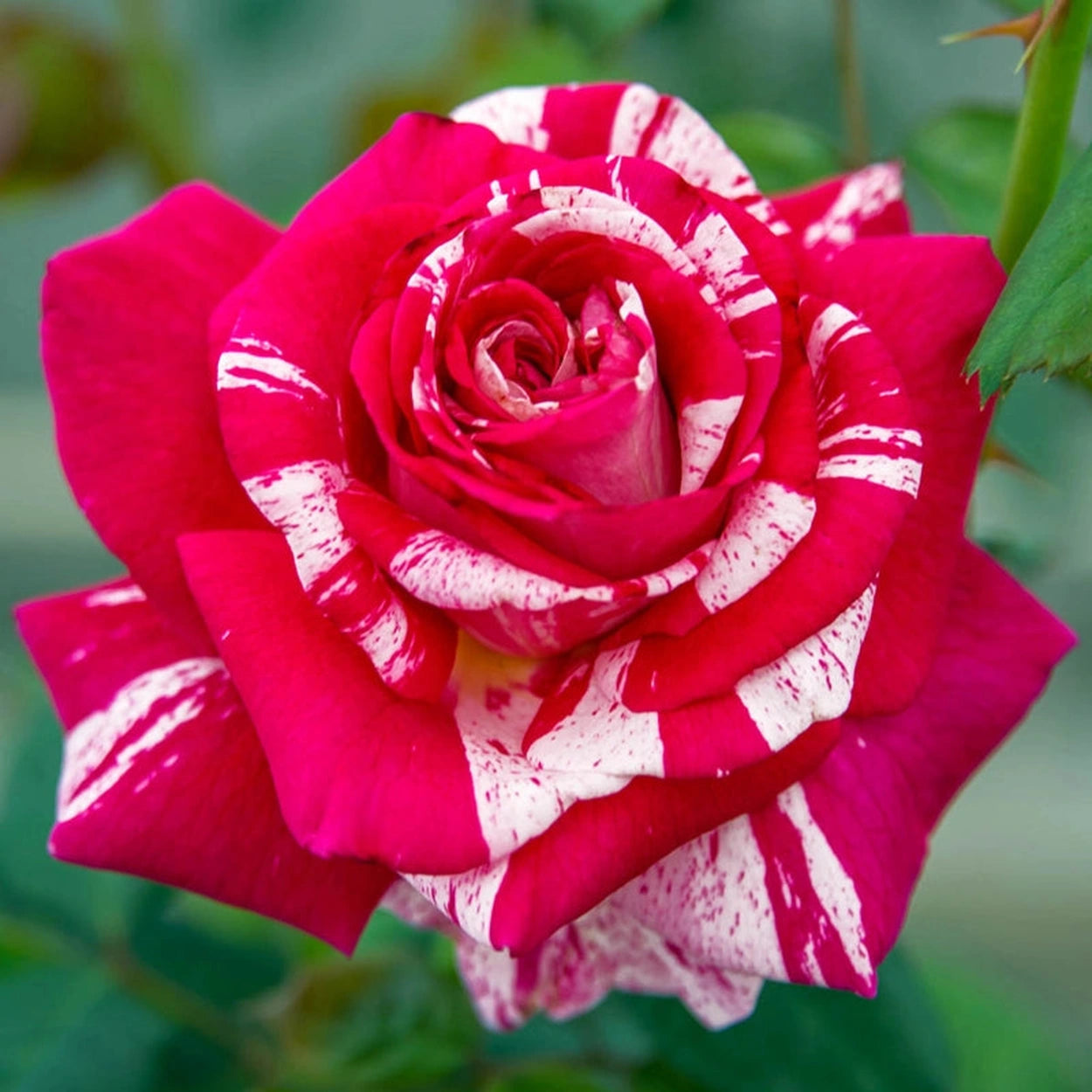 Neil Diamond Hybrid Tea Rose | Brecks.com Neil Diamond Hybrid Tea Rose | Brecks.com