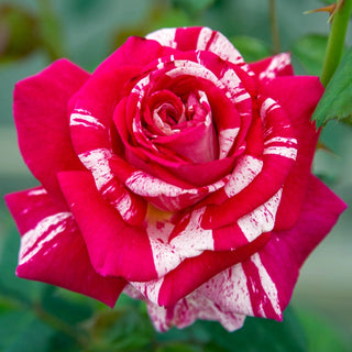 Neil Diamond Hybrid Tea Rose