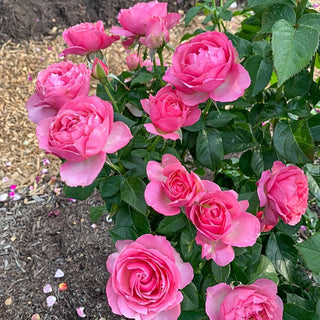 All Dressed Up Grandiflora Rose