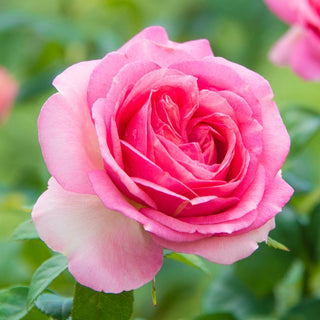 All Dressed Up™ Grandiflora Rose