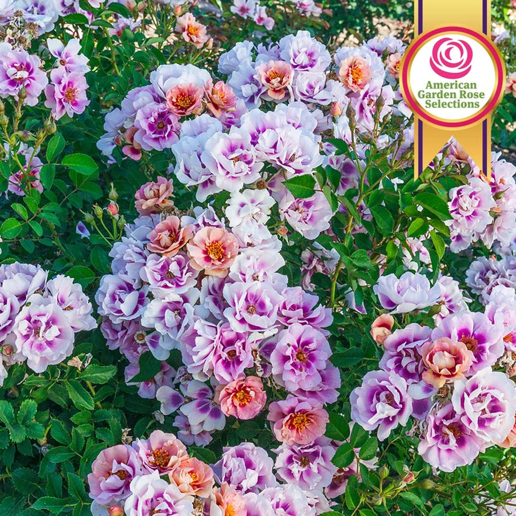 Cheweyeup Roses Easy on the Eyes Shrub Rose | Shop Online | Breck's