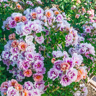 Easy on the Eyes™  Shrub Rose