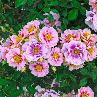 Easy on the Eyes™  Shrub Rose