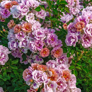 Easy on the Eyes™  Shrub Rose