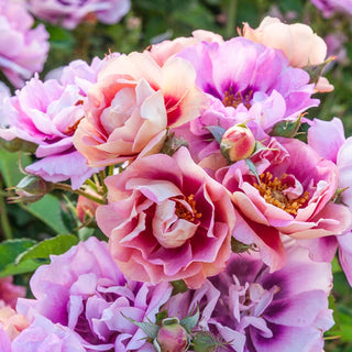 Easy on the Eyes™  Shrub Rose