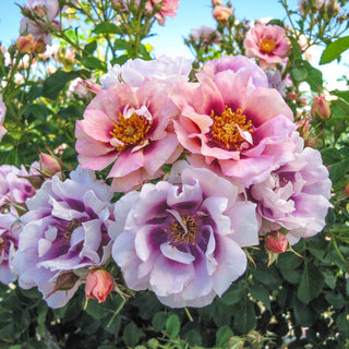 Easy on the Eyes™  Shrub Rose