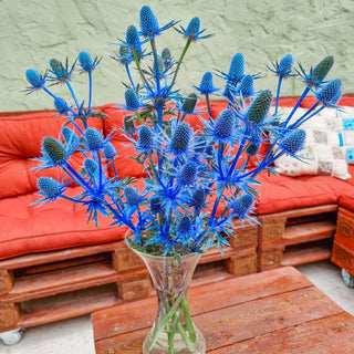 Beachside Blue Sea Holly Super Sak®