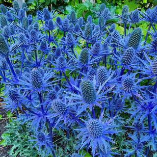 Beachside Blue Sea Holly Super Sak®