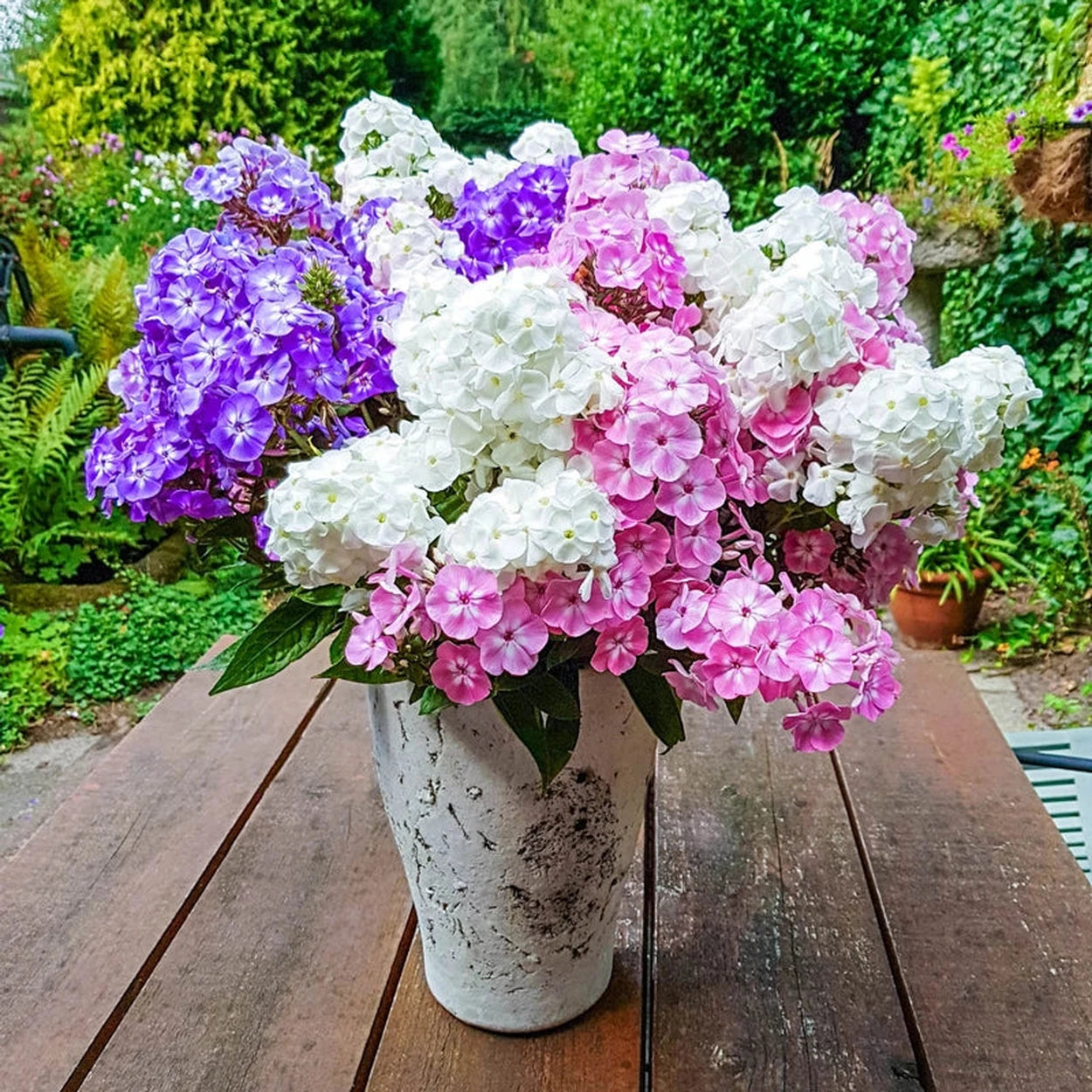 Cottage Garden Phlox Tree Collection | Shop Online | Breck's