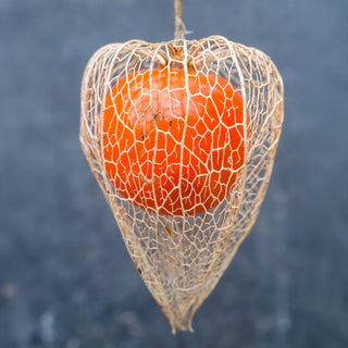 Chinese Lantern
