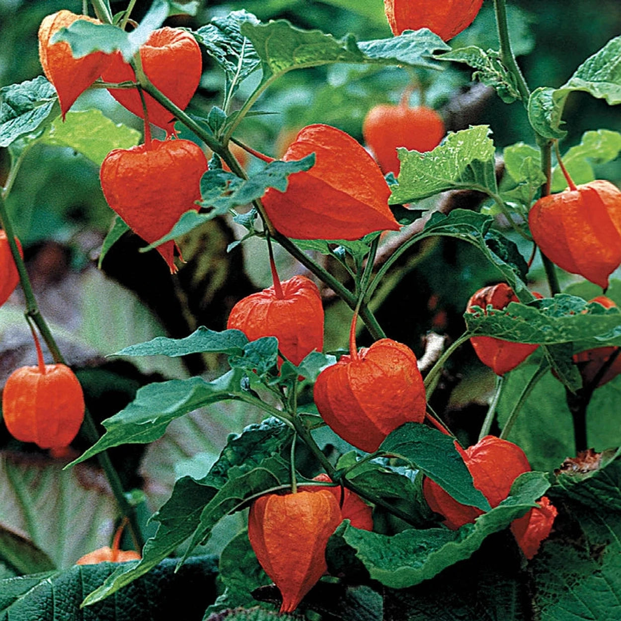lantern flower succulent Buy Chinese Lantern | Sun Perennials