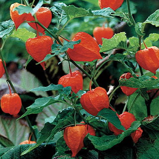 Chinese Lantern