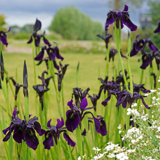 Black Iris