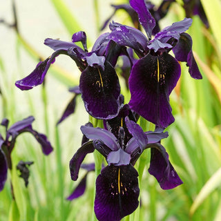Black Iris