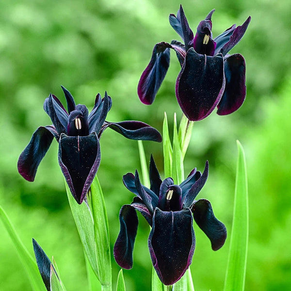 Buy Black Iris | Iris Bulbs and Rhizomes | Breck's Buy Black Iris | Iris Bulbs and Rhizomes | Breck's