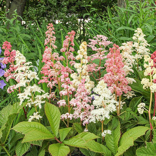 Chestnut Leaved Rodgersia