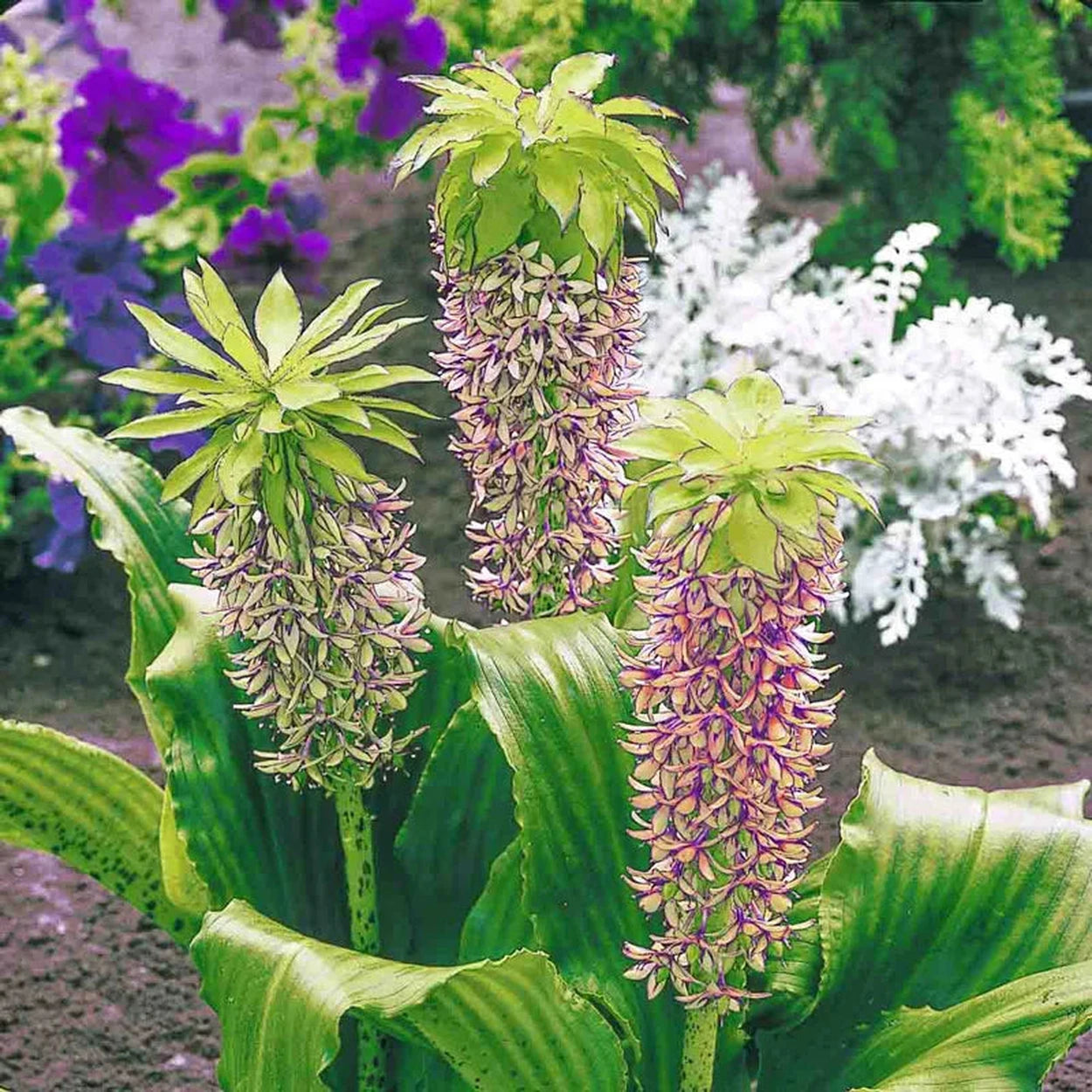 plant with pineapple like leaves Buy Bicolor Pineapple Lily | Summer Bulbs