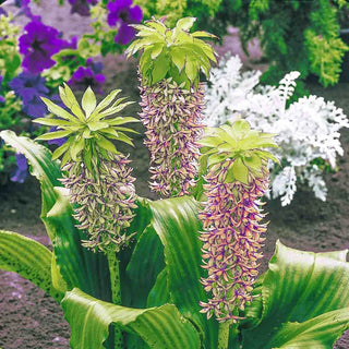 Bicolor Pineapple Lily
