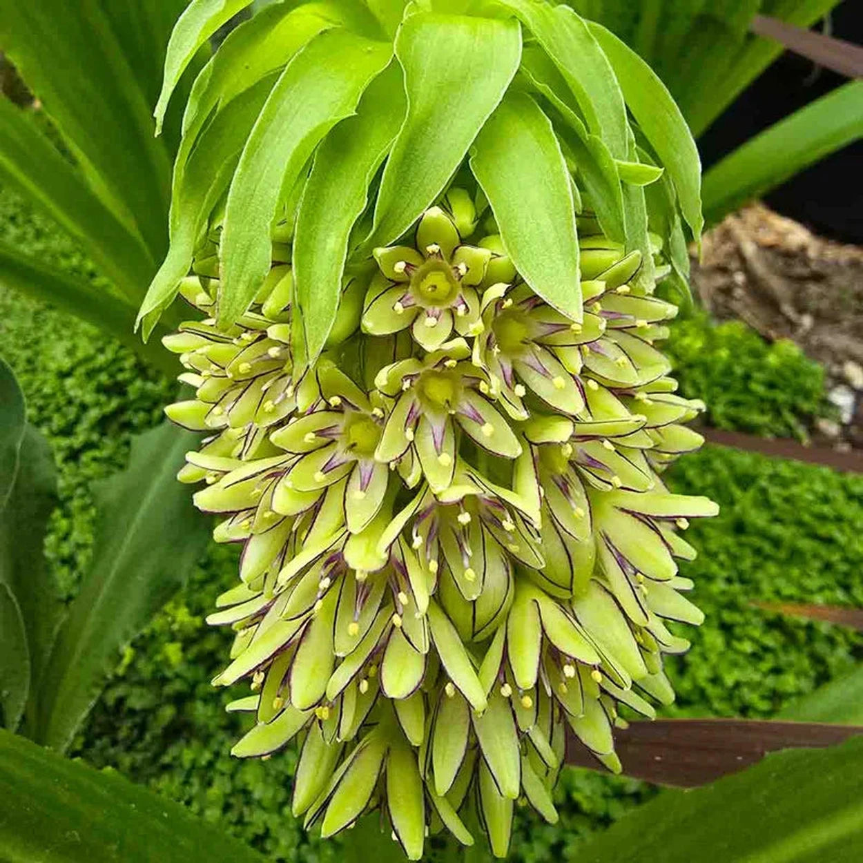 pineapple plant bulb Bicolor Pineapple Lily