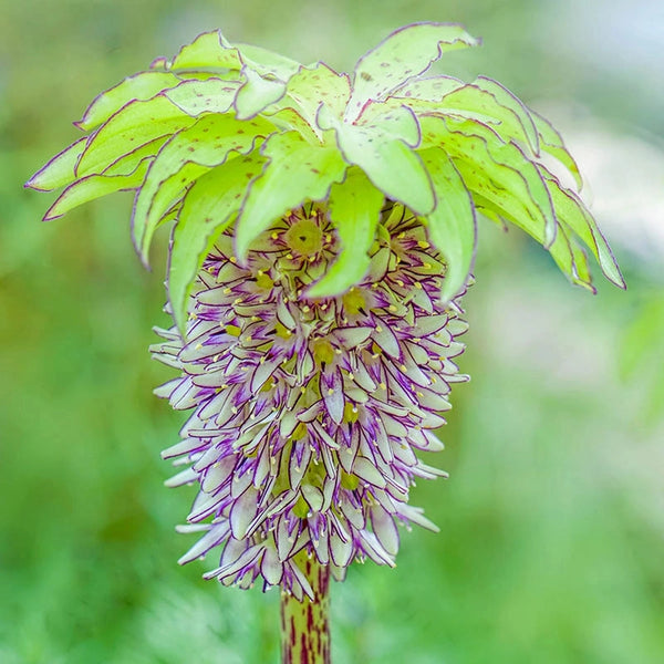 green plant that looks like a pineapple Buy Bicolor Pineapple Lily | Summer Bulbs