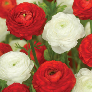 Peppermint Twist Ranunculus Duet