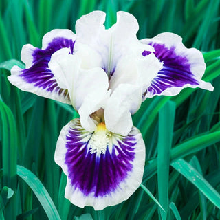 Fragrant Bearded Iris Collection