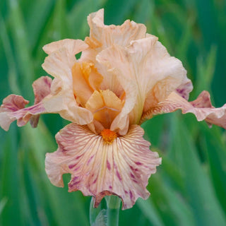 Fragrant Bearded Iris Collection