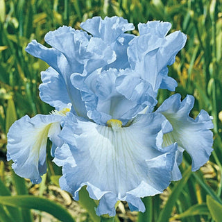 Fragrant Bearded Iris Collection
