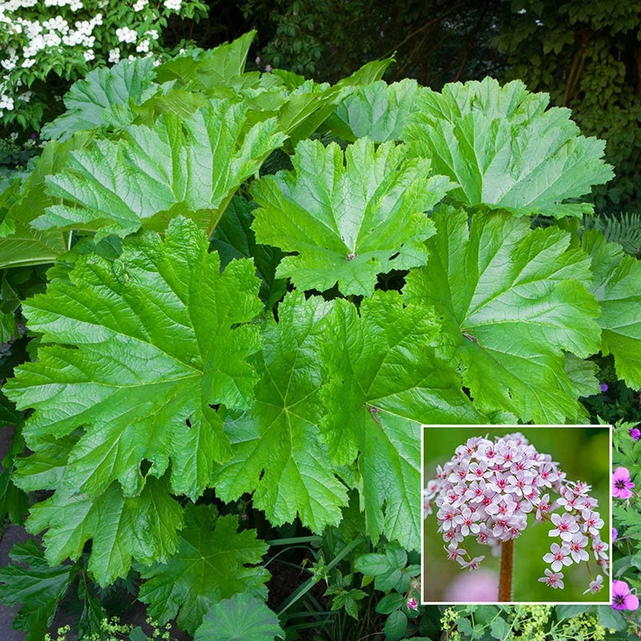 umbrella succulent Buy Umbrella Plant Online | Shade Perennials